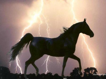 cheval tonerre